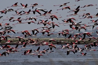 Alle Saline di Cervia ad avvistare fenicotteri