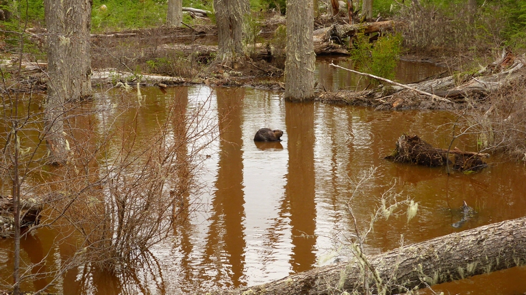 castoro in acqua