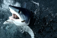 Lo squalo mako, il più veloce del mondo, rischia l’estinzione per colpa della pesca eccessiva