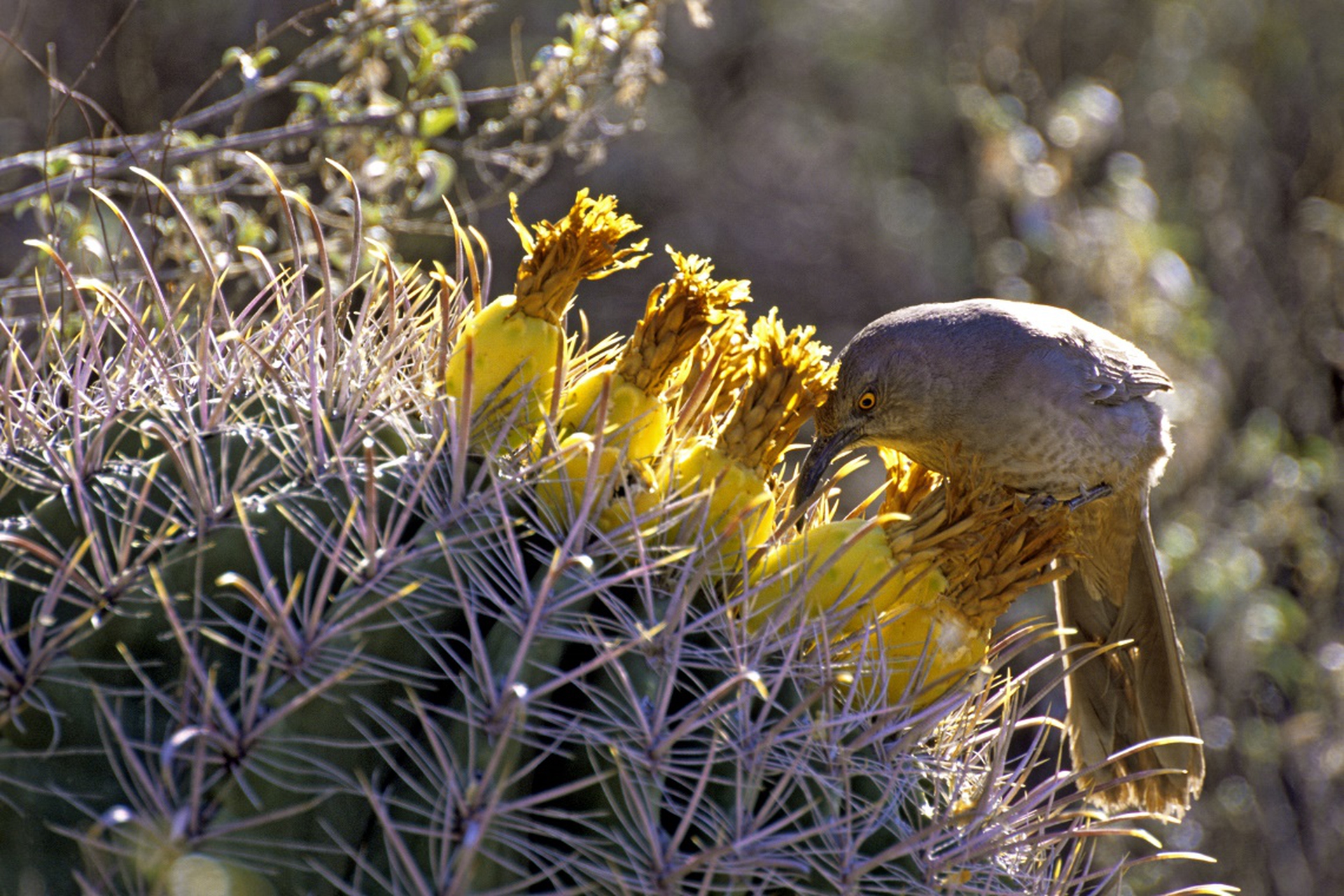 Cactus saguaro