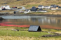 Alle isole Faroe c’è stato il primo massacro di cetacei dell’anno