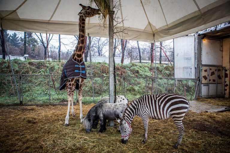 Animali in gabbia in un circo, Essere Animali