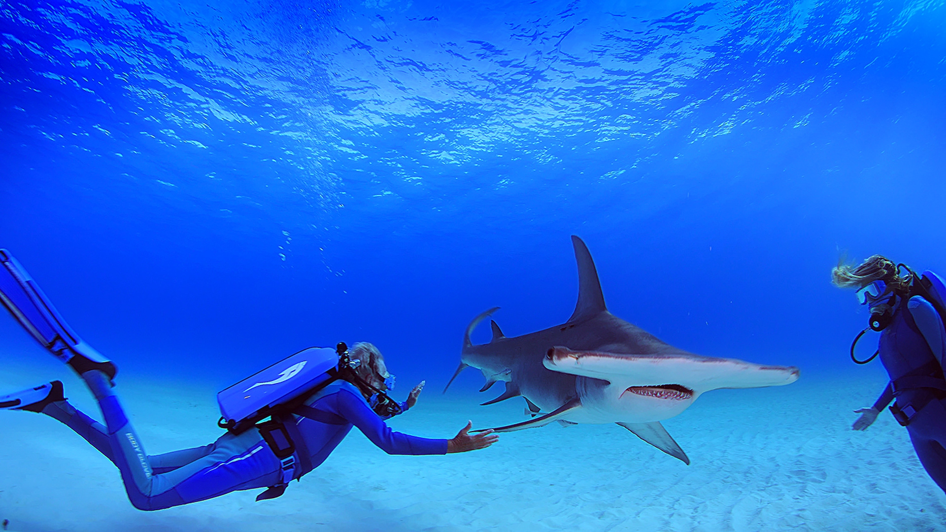 Le meraviglie del mare le incredibili