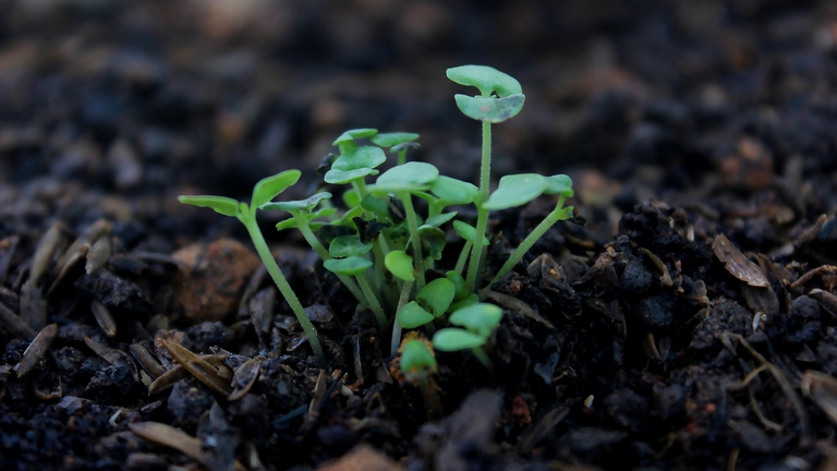 agricoltura rigenerativa