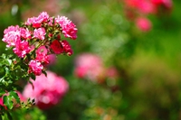 Wild Rose, il fiore della rosa canina