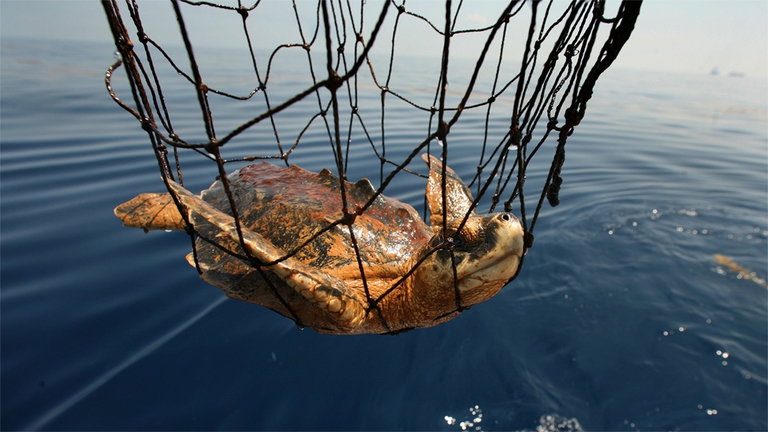 tartarufa-deep-water