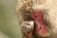 Il 24 aprile è la Giornata mondiale per gli animali nei laboratori