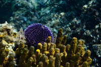 Mediterraneo, crescono i coralli ma anche le specie aliene