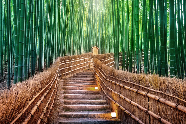 foresta di bamboo Giappone