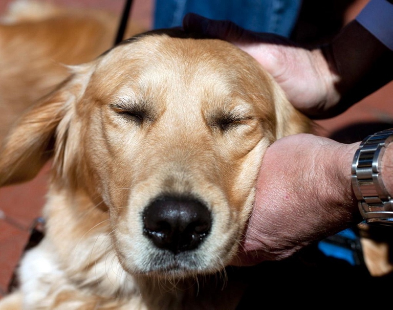 coccolare un cane fa bene all'umore