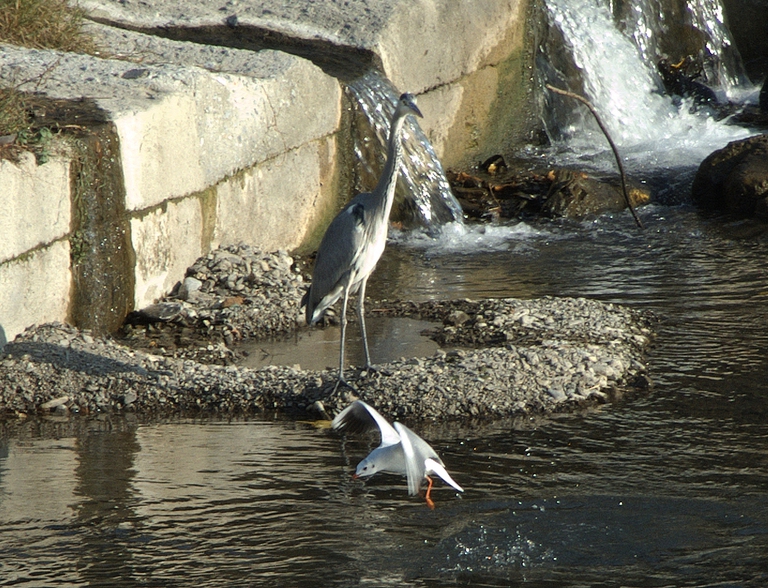 gabbiano a pesca nel Polcevera