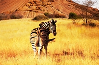 Africa, i parchi più belli della Tanzania