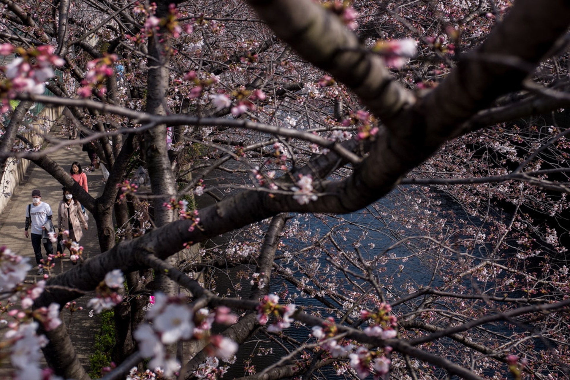 Hanami celebration of the blossoming of cherry trees