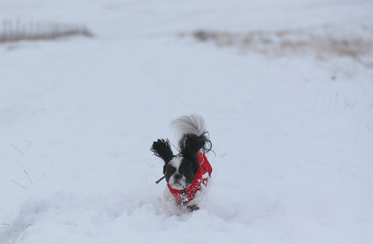 Foto di Shih tzu nella neve