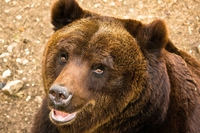Patagonia dona più di 6mila euro a Salviamo l’Orso