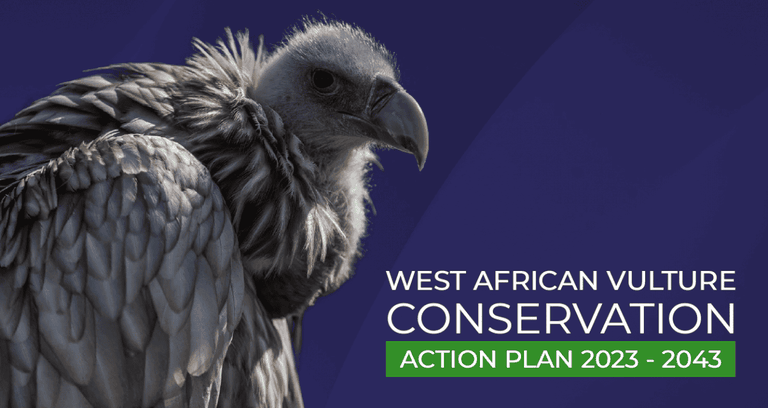 Il piano decennale per proteggere gli avvoltoi dell’Africa