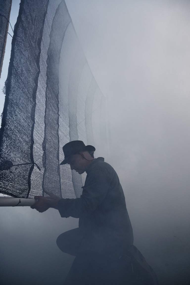 Fase di raccolta della nebbia