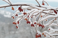 10 plants blooming in winter gardens