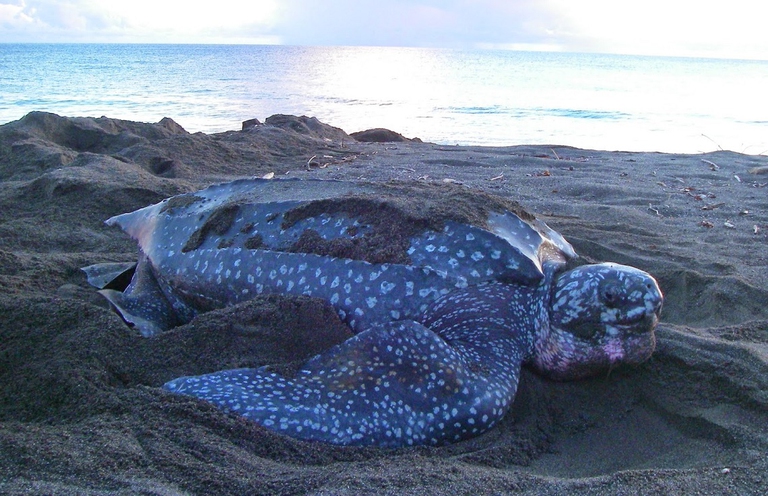 leatherback sea turtle