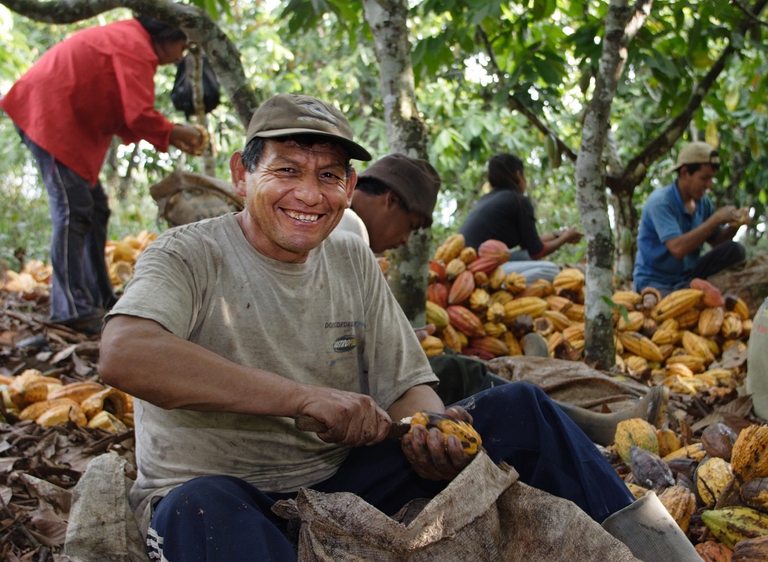 Pulizia delle fave di cacao
