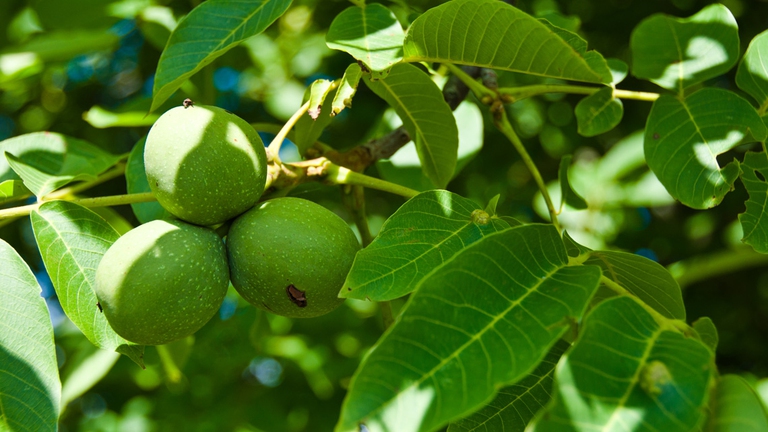 estratto noce eccesso sudore