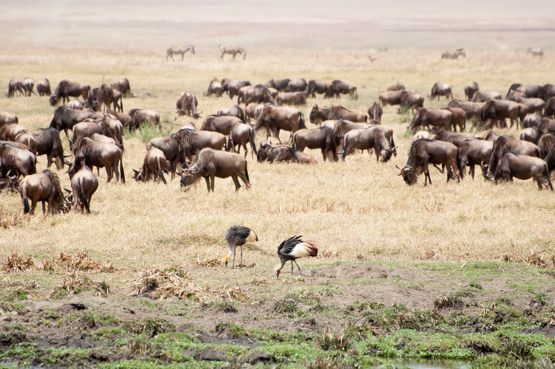 tanzania-gnu