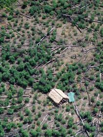 Deforestation in Brazil has exploded under Bolsonaro, but its roots run deep