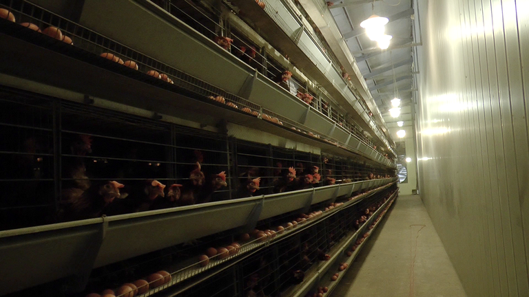 Galline rinchiuse in gabbie a batteria