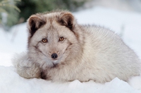 The Arctic fox returns to Finland after 20 years of absence