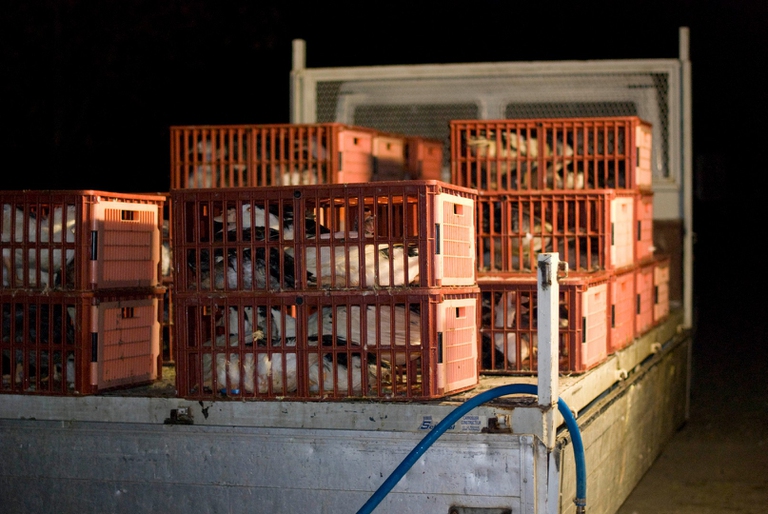 Alcuni animali rinchiusi nelle gabbie di un allevamento dove viene prodotto il foie gras
