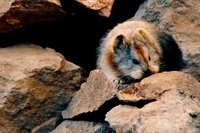 Riscoperto il pika a 20 anni di distanza