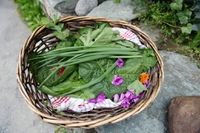 Foraging, l’arte di raccogliere erbe selvatiche e cucinarle in modo naturale