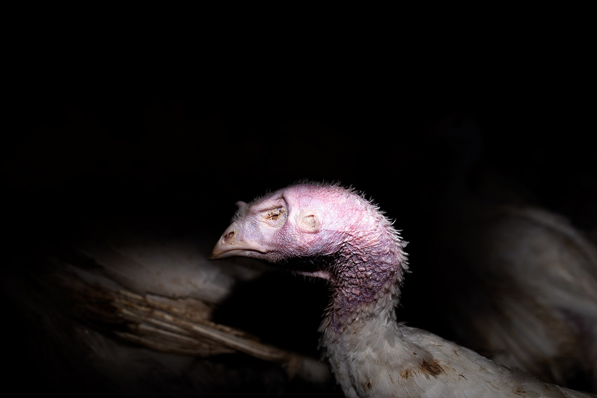 Tacchino senza un occhio