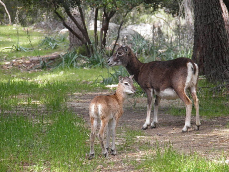 Tepilora Sardegna