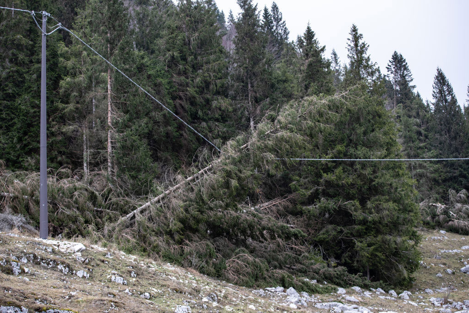 La devastazione nell'altopiano di Asiago