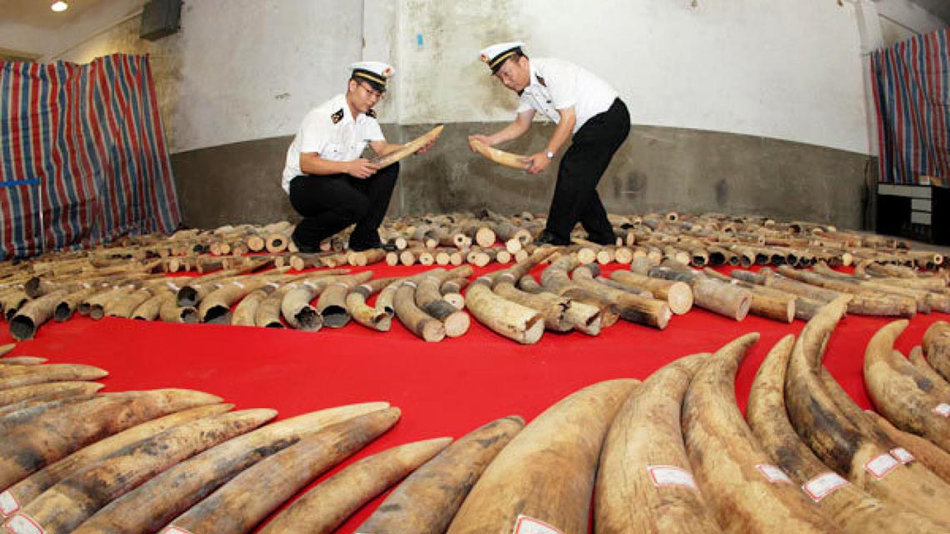 sequestri-cinesi-zanne-elefante