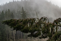 Le foto dell’altopiano di Asiago reso irriconoscibile dal maltempo