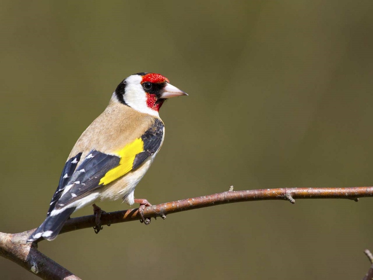 Esemplare di cardellino