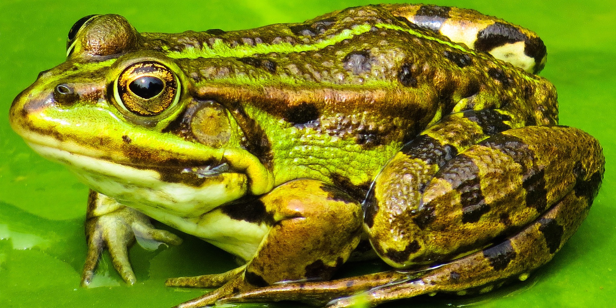 Il rospo che si è trasformato in un principe - LifeGate