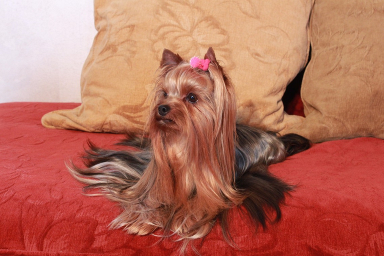 1 Mille E Una Luna Delle Antiche Mura