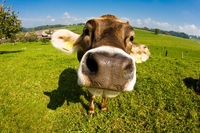 Cowspiracy, il documentario sul terribile impatto degli allevamenti