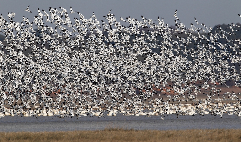Centinaia di migliaia di uccelli migratori volano sul lago Poyang, Cina