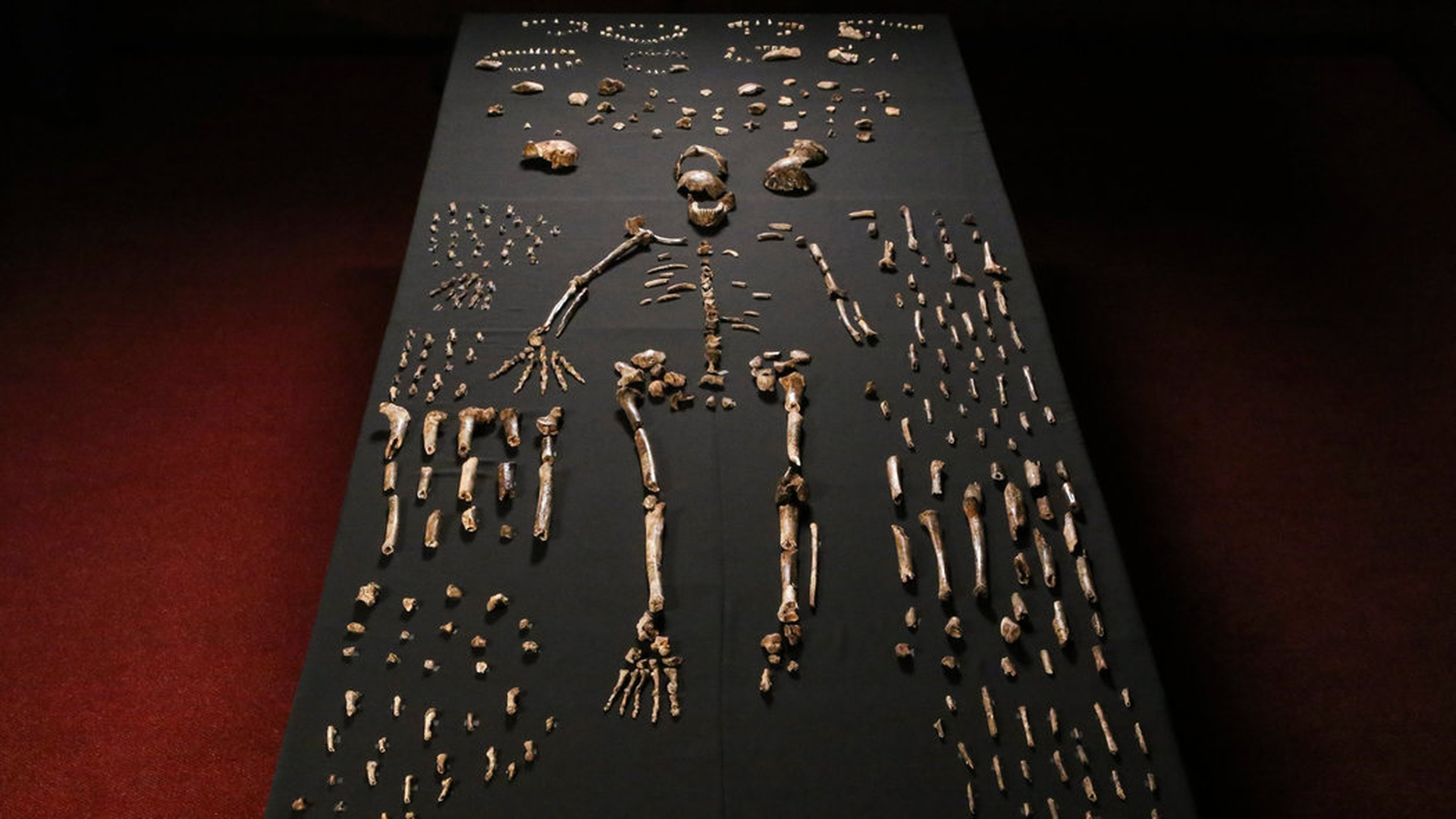 Homo naledi, il nuovo antenato dell'uomo. Damiano Marchi : “Questo riscrive la storia del nostro genere”