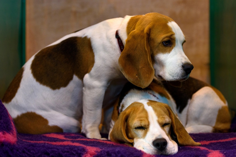 Coppia di cani di razza beagle