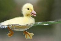 Dopo la denuncia di Essere Animali i supermercati Pam hanno tolto il foie gras dagli scaffali