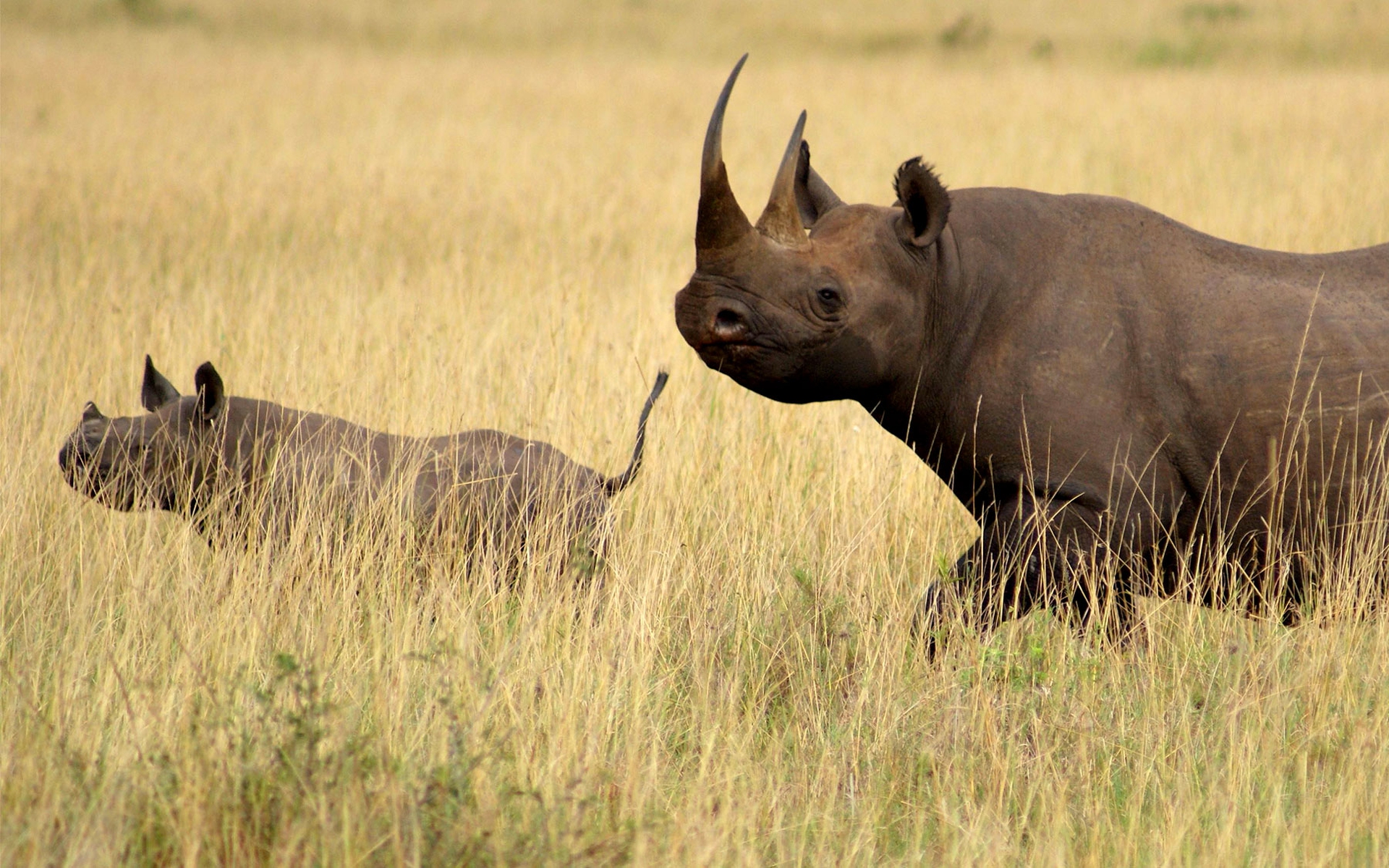 Dal gps al taglio del corno. Tutte le idee per salvare i rinoceronti