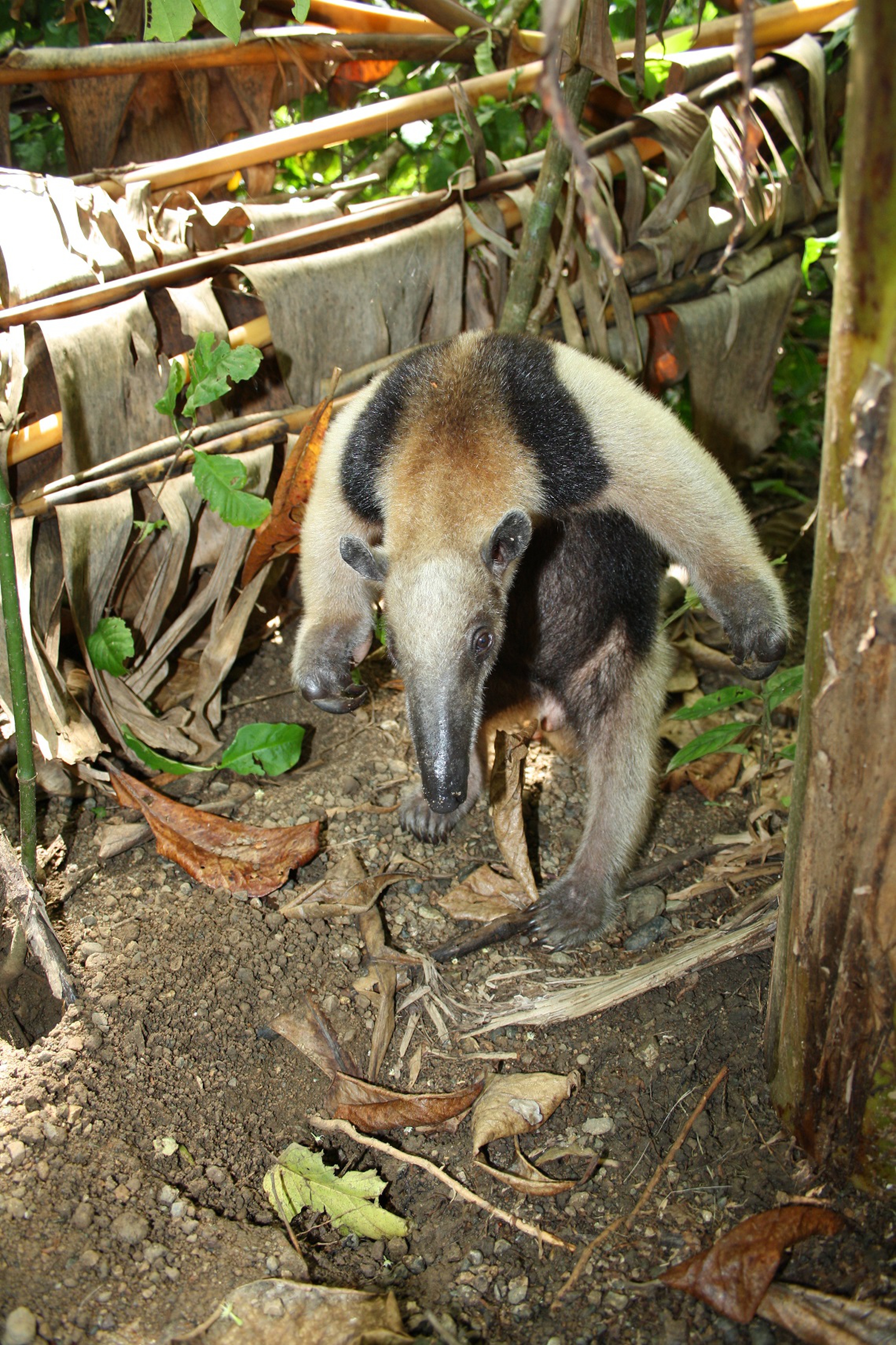 Tamandua