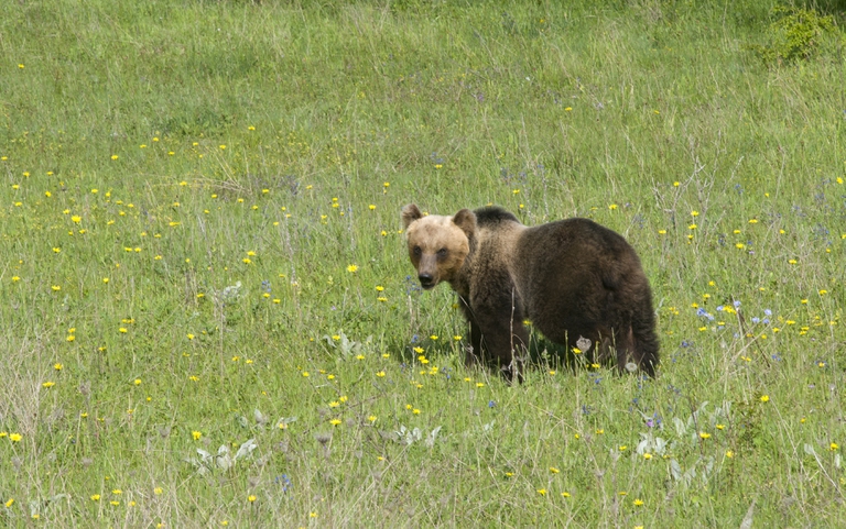 Orso bruno marsicano foto Valentino Mastrella