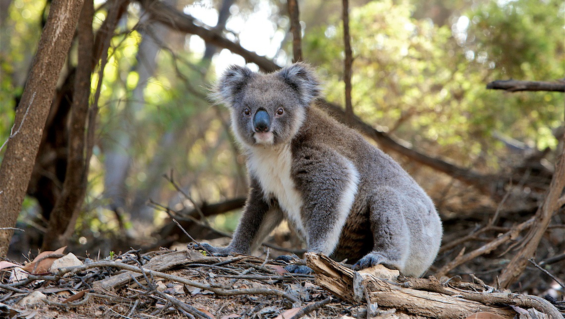 Koalas Are Functionally Extinct Lifegate