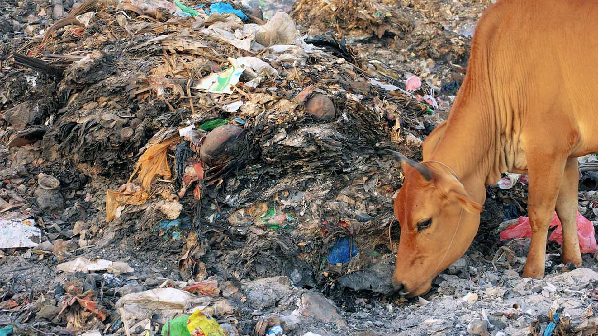 mucca-india-alimenta-diossina